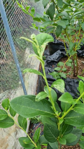 무룡농장님의 블루베리 · 병해충상담 작성글 사진