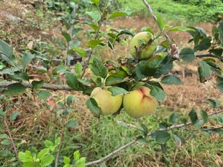 농막쥔님의 사과 · 병해충상담 작성글 사진