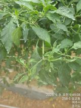 팜모닝 고추·병해충상담 게시글 이미지