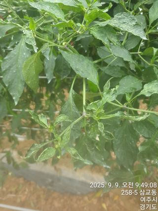 이우섭님의 고추 · 병해충상담 작성글 사진