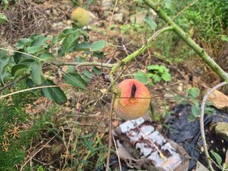 농막쥔님의 사과 · 병해충상담 작성글 사진