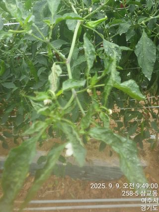 이우섭님의 고추 · 병해충상담 작성글 사진