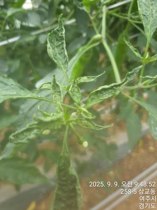 이우섭님의 고추 · 병해충상담 작성글 사진