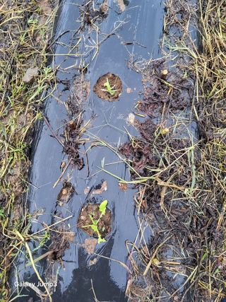 위재학님의 배추 · 병해충상담 작성글 사진