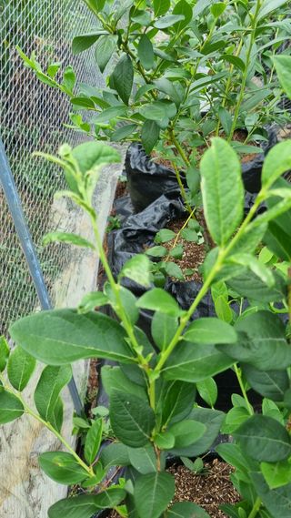 무룡농장님의 블루베리 · 병해충상담 작성글 사진