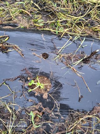 위재학님의 배추 · 병해충상담 작성글 사진