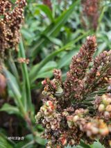 팜모닝 기타작물·병해충상담 게시글 이미지