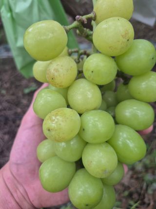 포동포동님의 포도·병해충상담 작성글 사진