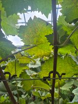 포동포동님의 포도·병해충상담 작성글 사진