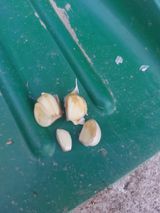 팜모닝 마늘·병해충상담 게시글 이미지