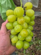 포동포동님의 포도·병해충상담 작성글 사진