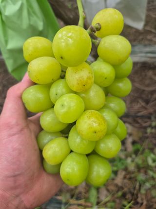 포동포동님의 포도 · 병해충상담 작성글 사진