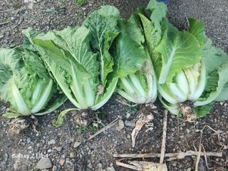 이상열님의 배추 · 병해충상담 작성글 사진