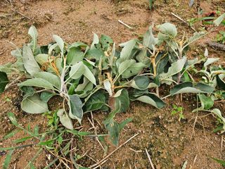 황금알대박농원!님의 사과 · 병해충상담 작성글 사진