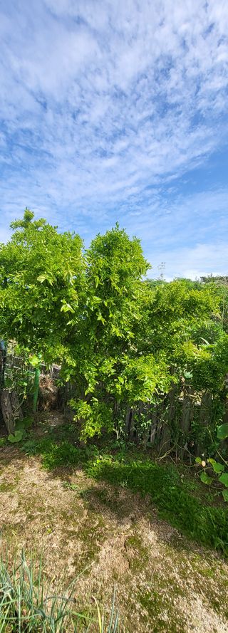 이튼실님의 기타작물 · 병해충상담 작성글 사진