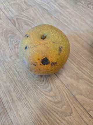 박상근님의 배 · 병해충상담 작성글 사진