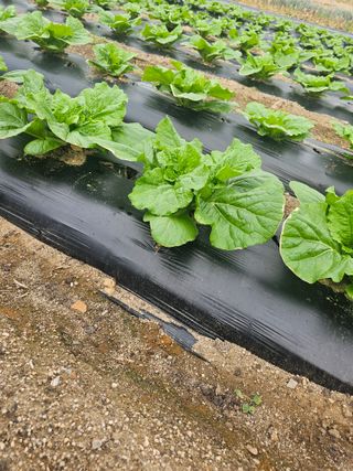 버들골 농사남님의 배추 · 병해충상담 작성글 사진