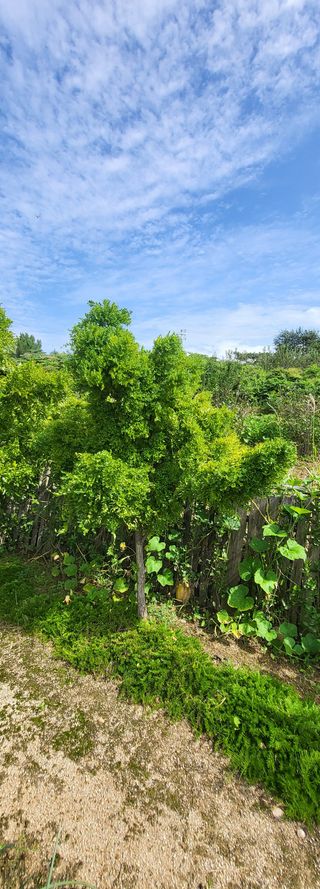 이튼실님의 기타작물 · 병해충상담 작성글 사진