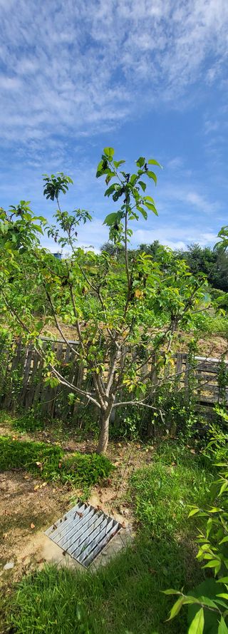 이튼실님의 기타작물 · 병해충상담 작성글 사진