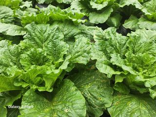 이상열님의 배추 · 병해충상담 작성글 사진