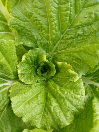 감람농원님의 배추 · 병해충상담 작성글 사진