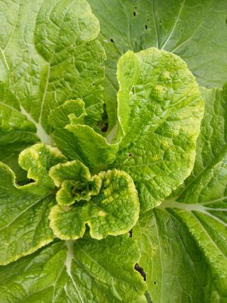 감람농원님의 배추 · 병해충상담 작성글 사진