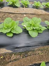 팜모닝 배추·병해충상담 게시글 이미지