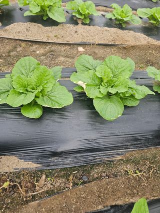 버들골 농사남님의 배추 · 병해충상담 작성글 사진