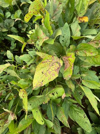 김민욱님의 콩 · 병해충상담 작성글 사진