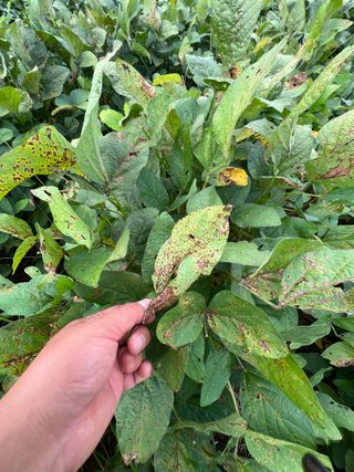 김민욱님의 콩 · 병해충상담 작성글 사진