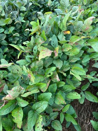 김민욱님의 콩 · 병해충상담 작성글 사진