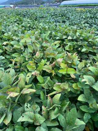 김민욱님의 콩 · 병해충상담 작성글 사진