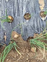 팜모닝 파·병해충상담 게시글 이미지