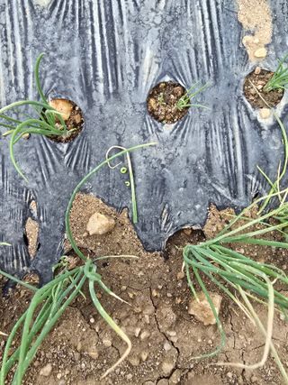 서툰 농부짱님의 파 · 병해충상담 작성글 사진