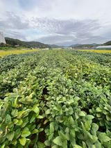 팜모닝 콩·병해충상담 게시글 이미지