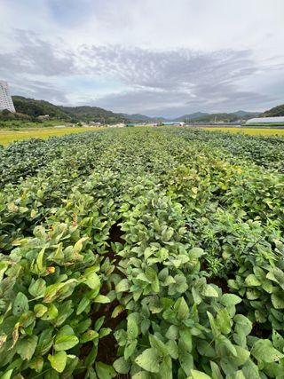 김민욱님의 콩 · 병해충상담 작성글 사진