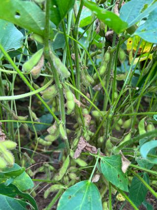 김민욱님의 콩 · 병해충상담 작성글 사진