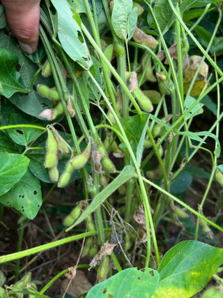 김민욱님의 콩 · 병해충상담 작성글 사진