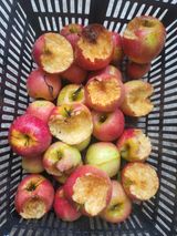 팜모닝 사과·병해충상담 게시글 이미지