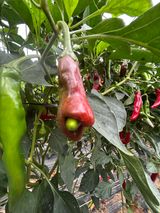 팜모닝 고추·병해충상담 게시글 이미지