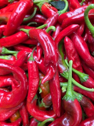 농린이님의 고추 · 병해충상담 작성글 사진