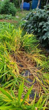 팜모닝 기타작물·병해충상담 게시글 이미지