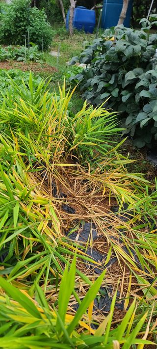 째진청바지님의 기타작물 · 병해충상담 작성글 사진