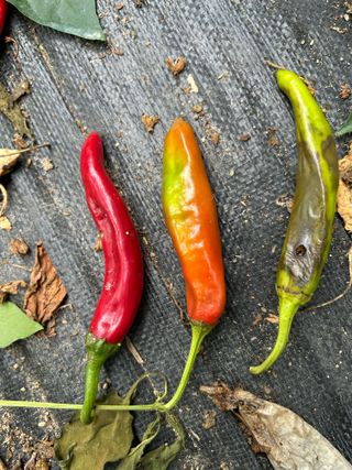 농린이님의 고추 · 병해충상담 작성글 사진