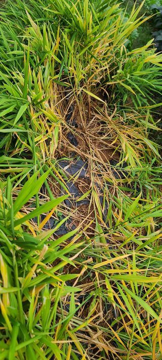 째진청바지님의 기타작물 · 병해충상담 작성글 사진