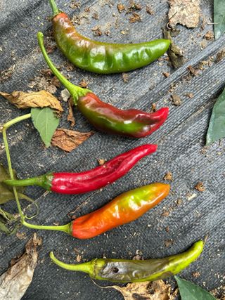 농린이님의 고추 · 병해충상담 작성글 사진