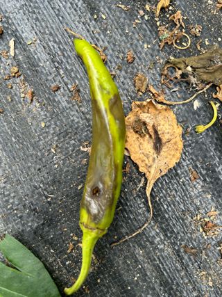 농린이님의 고추 · 병해충상담 작성글 사진