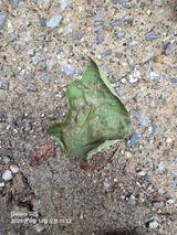 팜모닝 콩·병해충상담 게시글 이미지