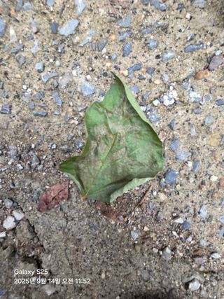 오재훈님의 콩 · 병해충상담 작성글 사진