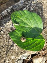 팜모닝 콩·병해충상담 게시글 이미지